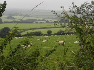 Foggy landscape and sheep