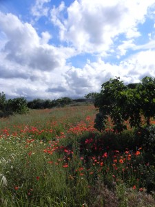 Poppy field, Puglia